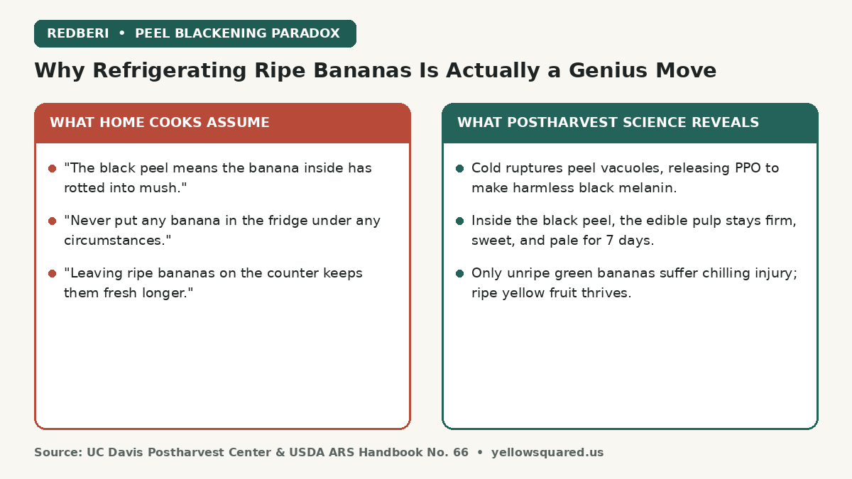 Comparison card contrasting common home cook assumptions about refrigerating bananas against postharvest science facts showing black peel alongside firm edible pulp.