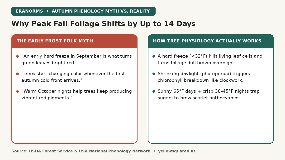 Comparison card contrasting the early frost folk myth of fall foliage with USDA Forest Service tree physiology showing that shrinking daylight triggers chlorophyll loss while sunny days and 38 to 45 degree nights brew red anthocyanins.